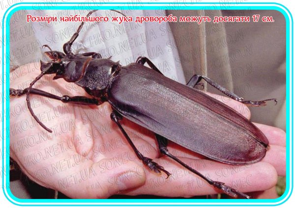 ​Наочно-пізнавальний матеріал "Дивовижні факти про комах"