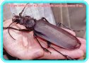 ​Наочно-пізнавальний матеріал "Дивовижні факти про комах"