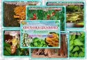 Наочно-пізнавальний  матеріал "Дивовижні факти про рослини"