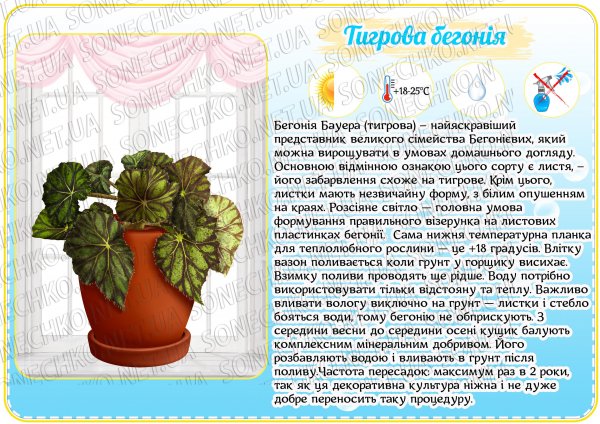Паспорт кімнатних рослин "Чарівний квітничок"