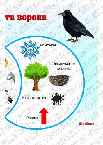 Конспект підсумкового заняття-квесту з розвитку мовлення, математики та природи  на тему: "Скарби від тітоньки Сови"