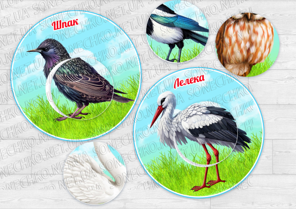 Дидактична гра "Знайди латочку. Птахи"