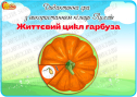 Дидактична гра з використанням кілець Луллія "Життєвий цикл гарбуза"