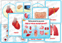 Навчальний комплект "Що у мене всередині?"