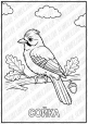 Розмальовки "Птахи"