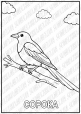 Розмальовки "Птахи"