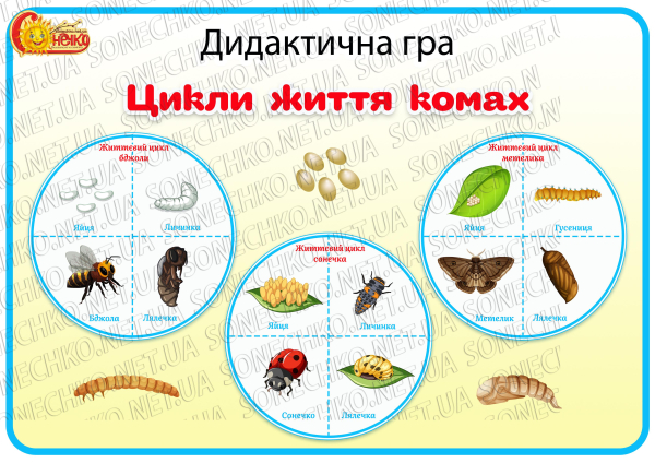 Дидактична гра "Цикли життя комах"