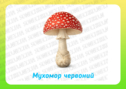 Демонстраційний матеріал "Гриби"