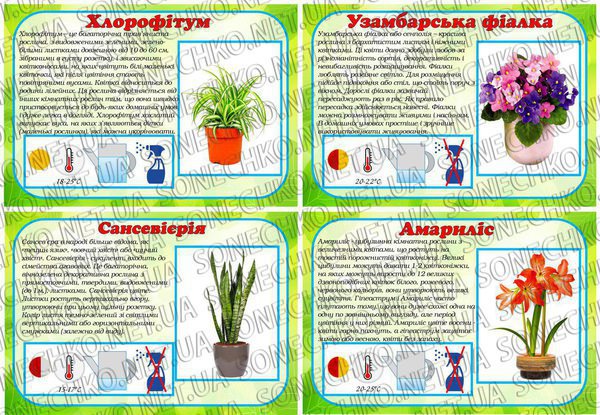 Паспорт кімнатних рослин "Рослини на нашому підвіконні"